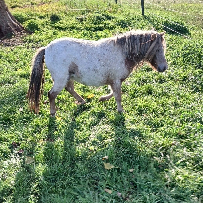 merrie, Merrie, Niet van toepassing, A pony (tot 1.17m)
