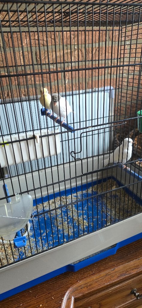 3 jonge kanaries, Dieren en Toebehoren, Vogels | Kanaries, Geslacht onbekend, Kleurkanarie