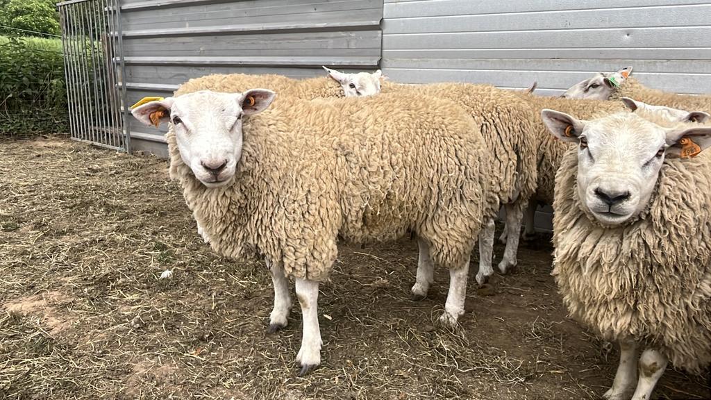 Schapen voor offerfeest, Dieren en Toebehoren