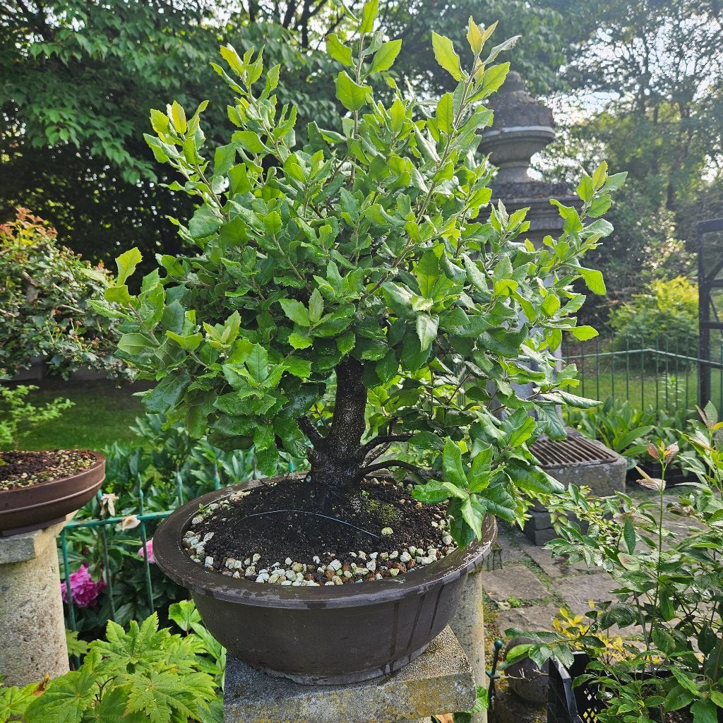 Bonsai Quercus ilex, Tuin en Terras, Planten | Bomen, Ophalen