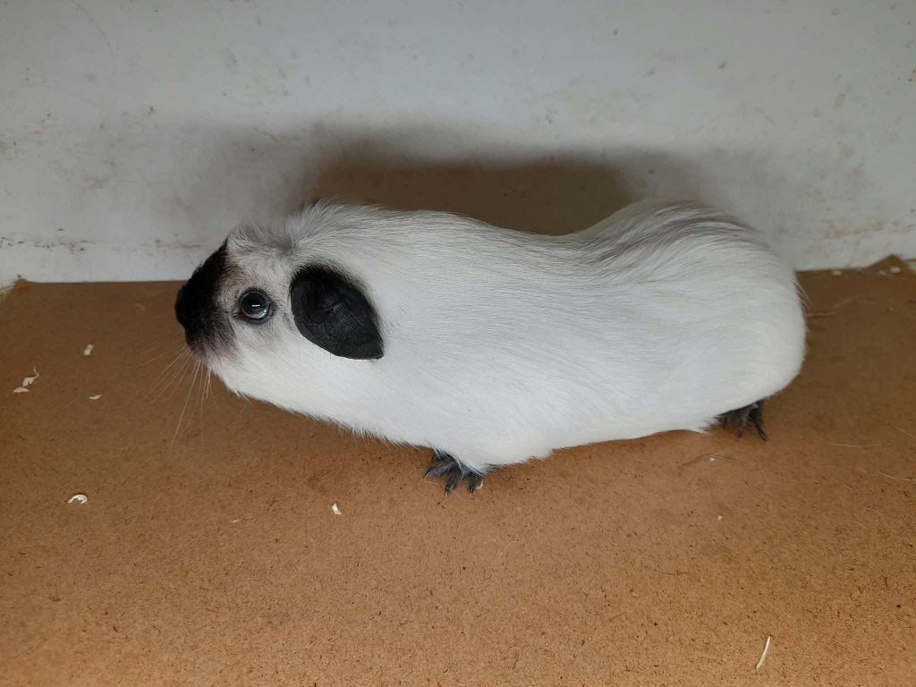 jonge cavias, Juillet, Plusieurs animaux, Cobaye