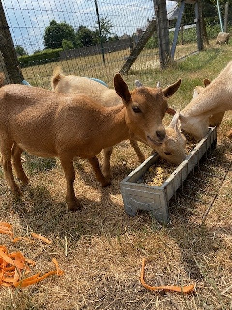 Supper mooie dwerggeit miekes, Dieren en Toebehoren, Vrouwelijk, Geit, 0 tot 2 jaar