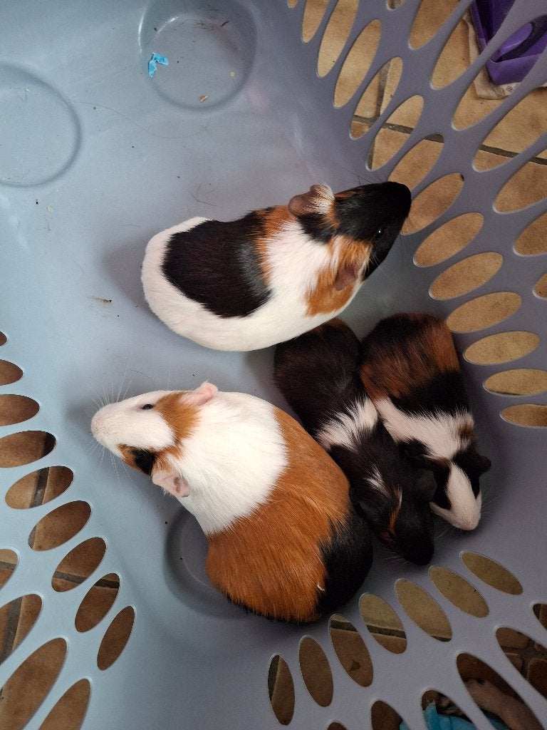 Cavia, Dieren en Toebehoren, Cavia, Januari, Meerdere dieren, Tam