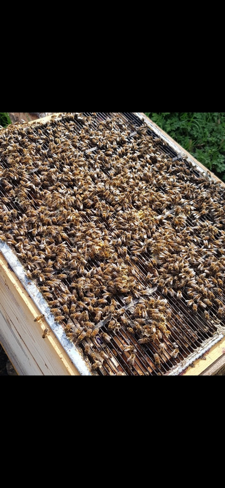 Bijenvolk zowel simplex als dadant blatt