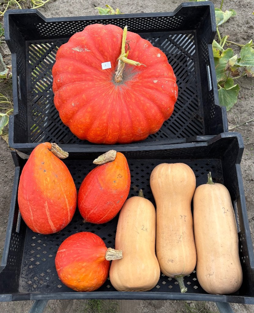 Pompoenen/Butternuts, Ophalen