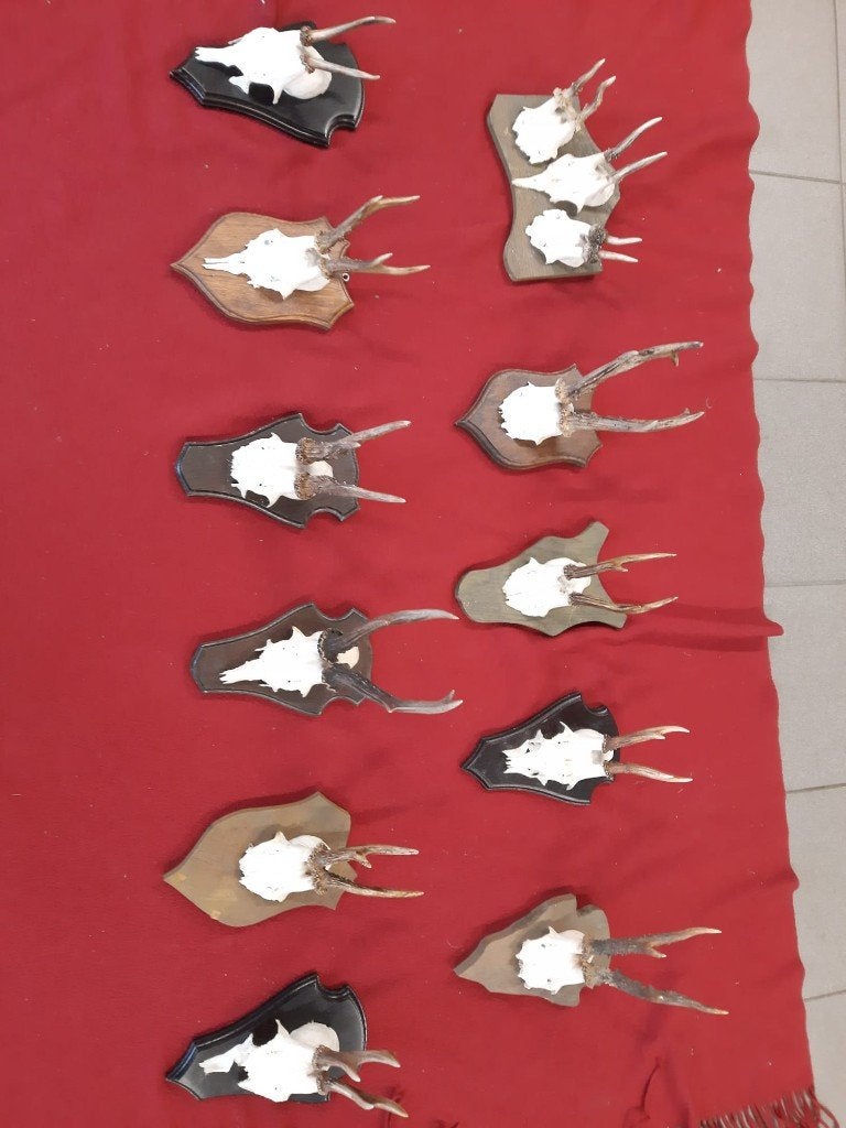 taxidermie reegeweitjes en andere geweien, Ophalen of Verzenden