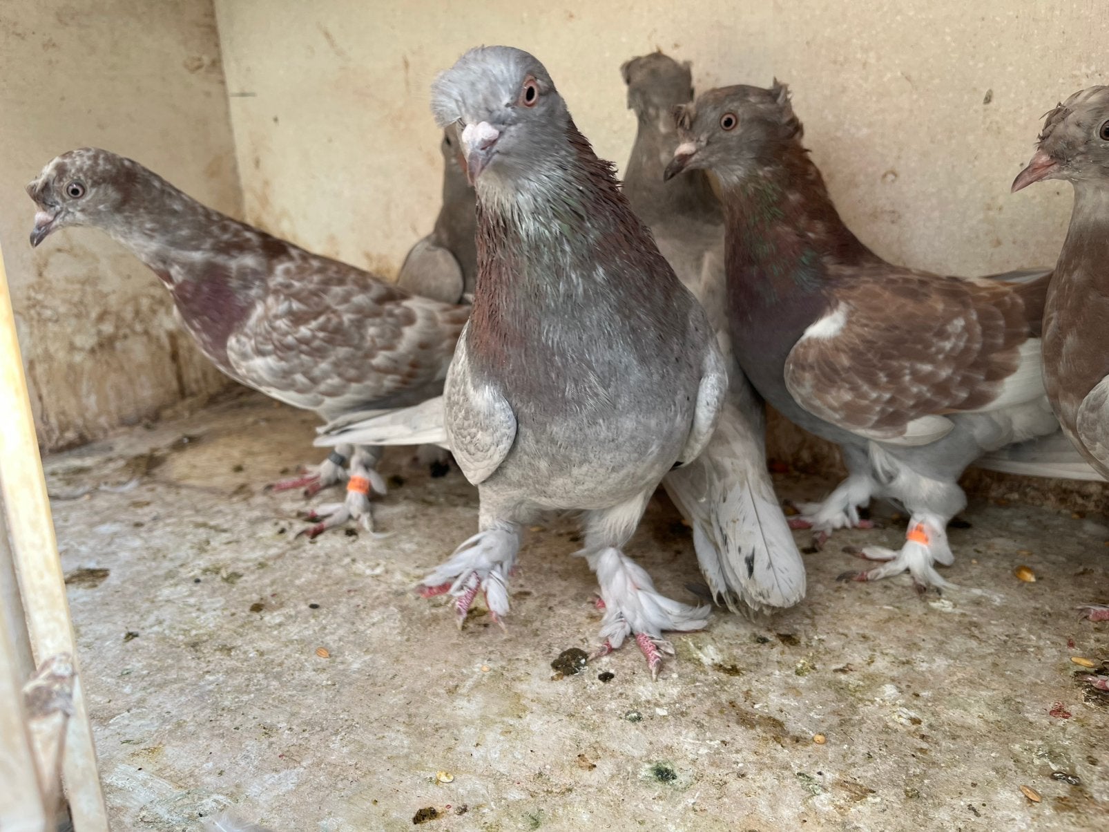 Takla limon, Dieren en Toebehoren, Meerdere dieren, Tuimelaar of Roller