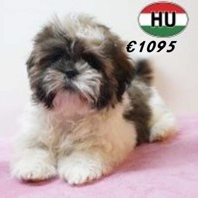 Chiots Shih Tzu à vendre - Des compagnons au caractère calme, 15 semaines à 1 an, Hépatite contagieuse (maladie de Rubarth), Autres races