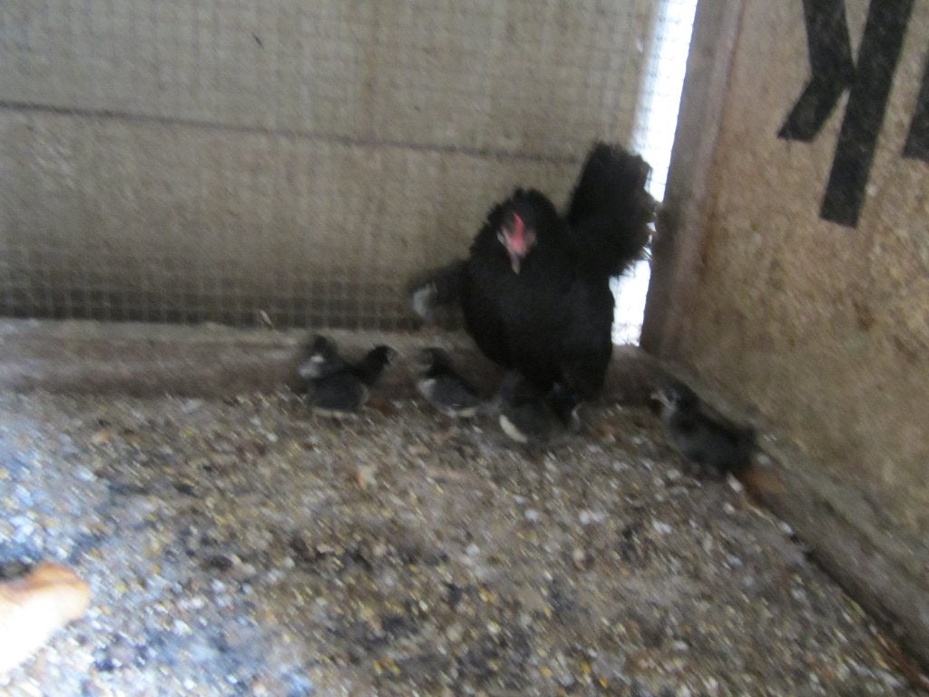 Mooie jonge krielkip Friese hoen met 7 kuikens, Dieren en Toebehoren, Pluimvee, Meerdere dieren, Kip