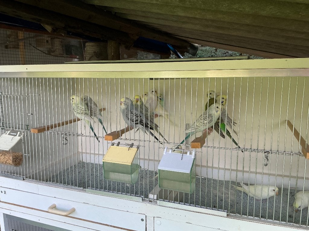 Mooie en kweekrijpe grasparkieten te koop., Plusieurs animaux, Perruche