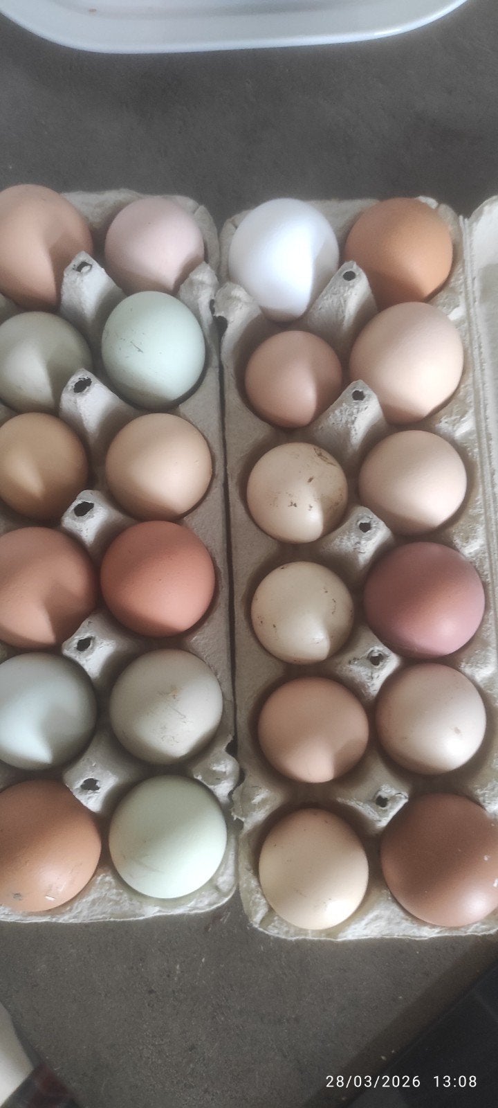des oeufs fécondés, Animaux & Accessoires