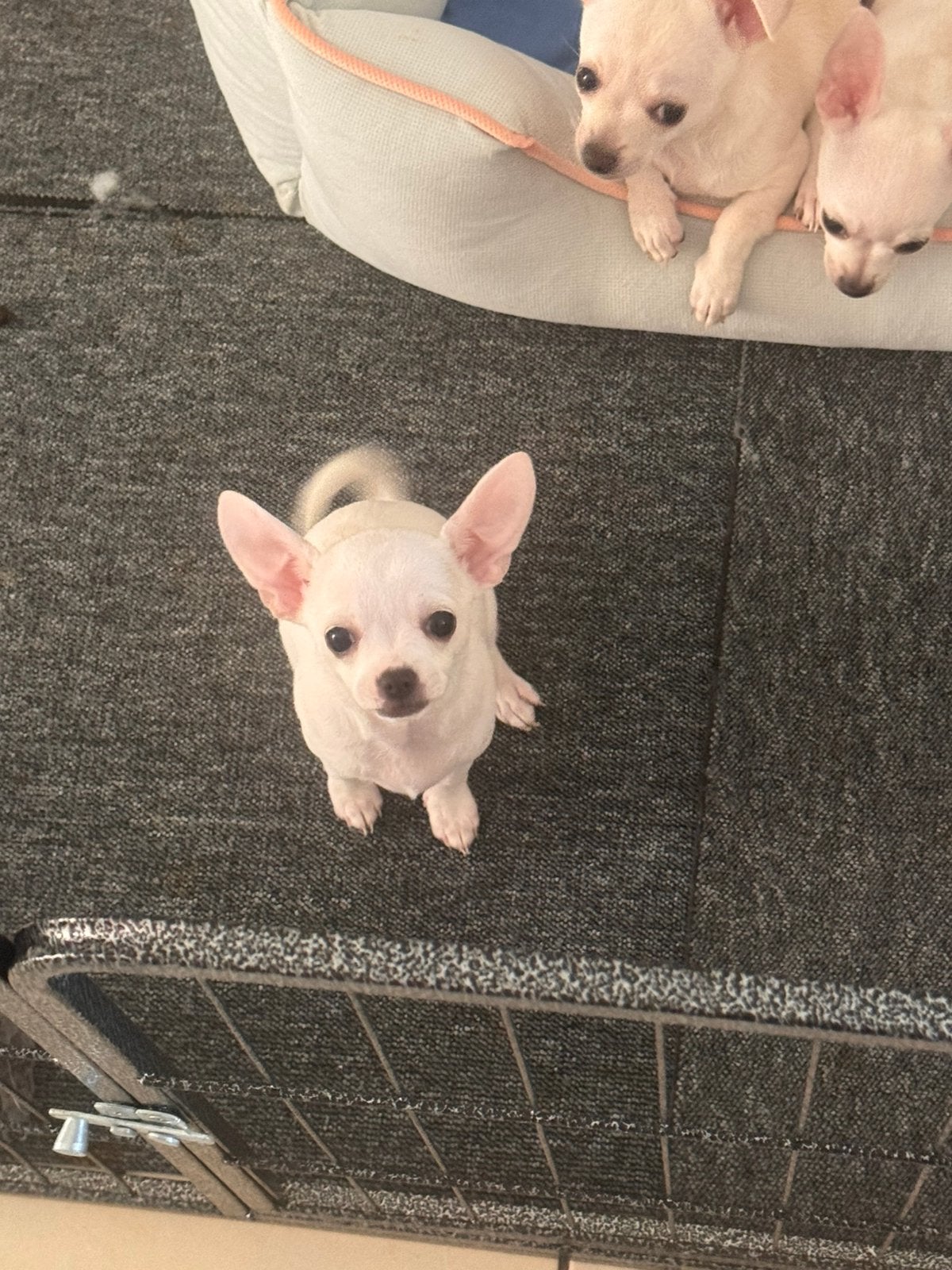 3 chiots chihuahua  lire les informations svp, 8 à 15 semaines, Plusieurs, Éleveur | Loisir, Chihuahua