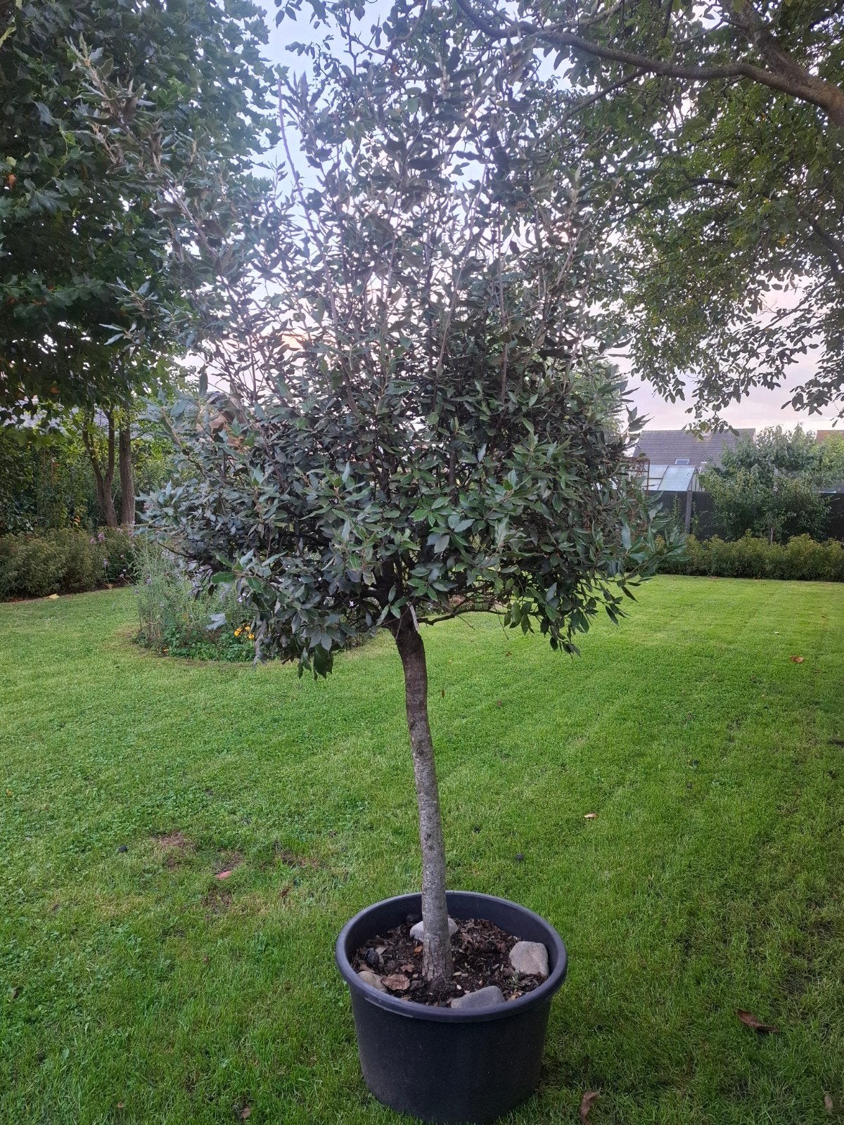 3 quercus ilex te koop, Tuin en Terras, Ophalen