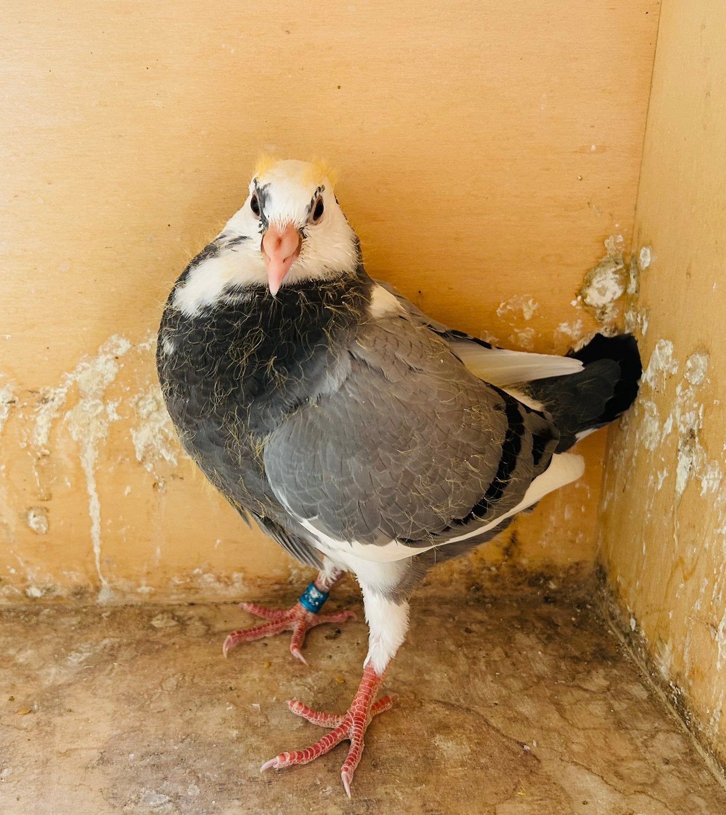 4 zomerjongen, Animaux & Accessoires, Oiseaux | Pigeons, Plusieurs animaux, Pigeon voyageur
