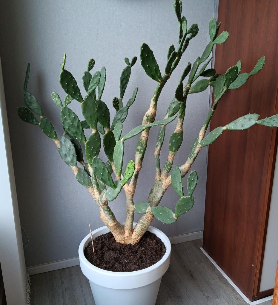 cactus de 150 de large et 170 de haut, Enlèvement