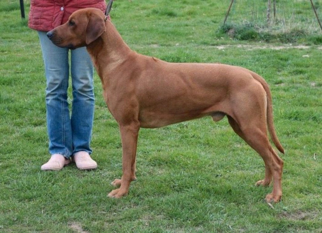 Chiots Rhodesian Ridgeback avec pedigree, Animaux & Accessoires, Chiens | Beagles, Bassets & Chiens courants, Plusieurs animaux