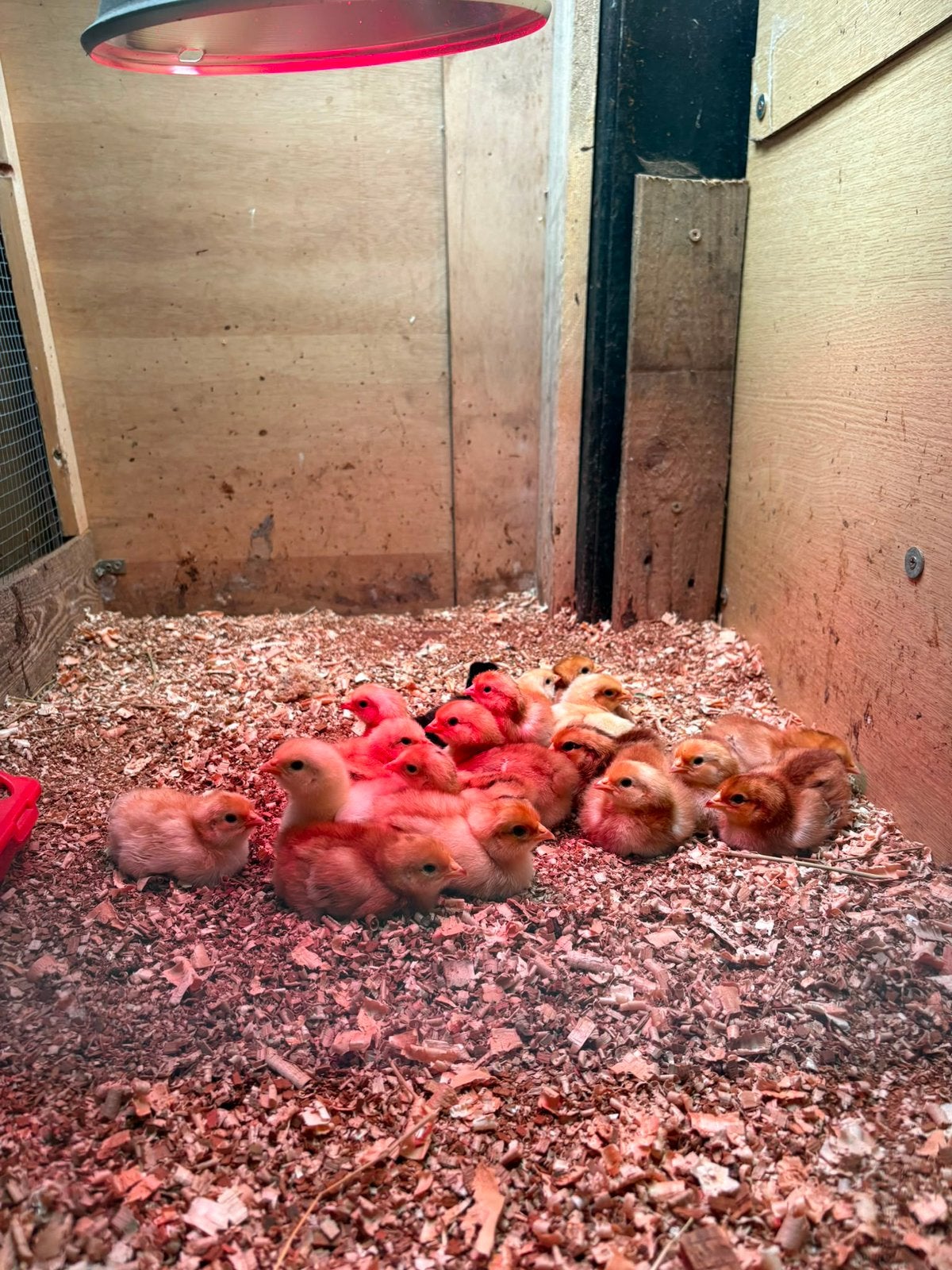 Jonge kuikens te koop, Dieren en Toebehoren