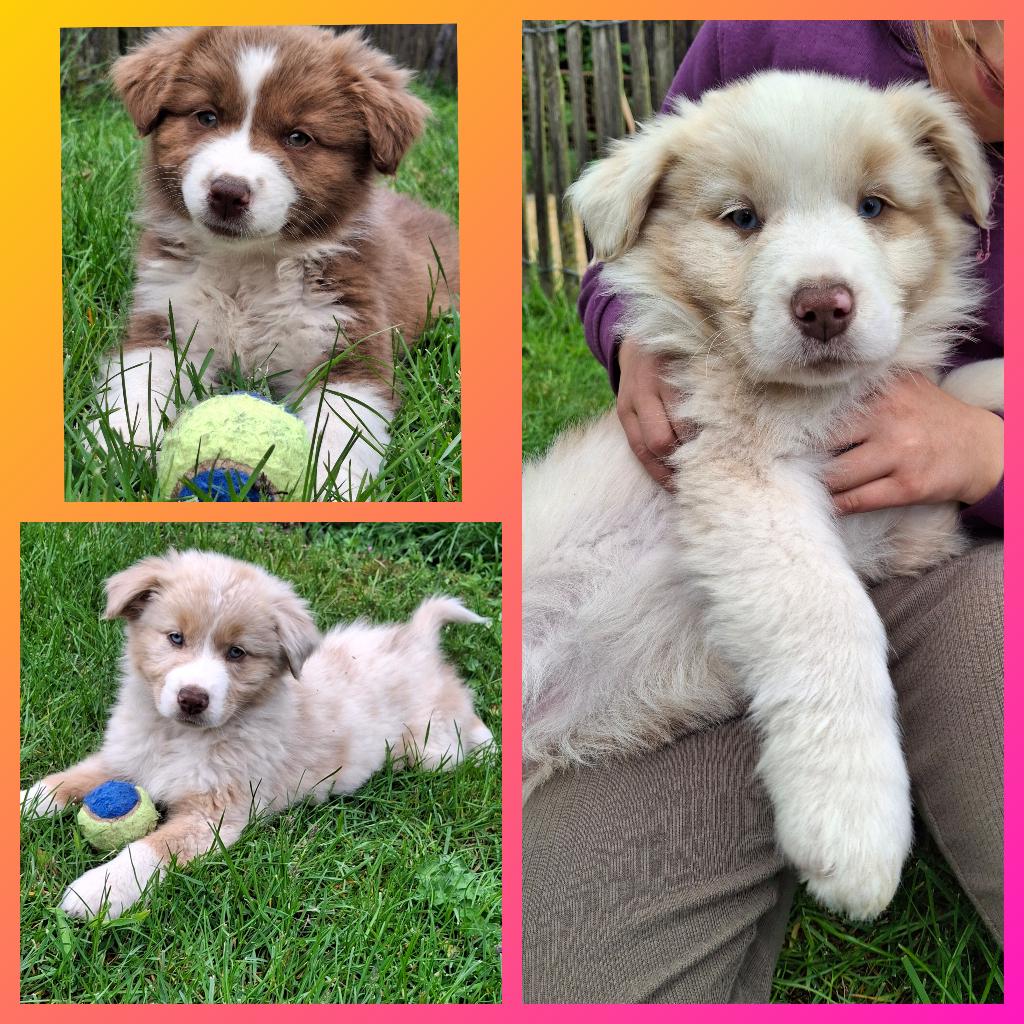 Raszuivere Australische herder pups op de boerderij, Dieren en Toebehoren, Honden | Herdershonden en Veedrijvers, Parvo, België