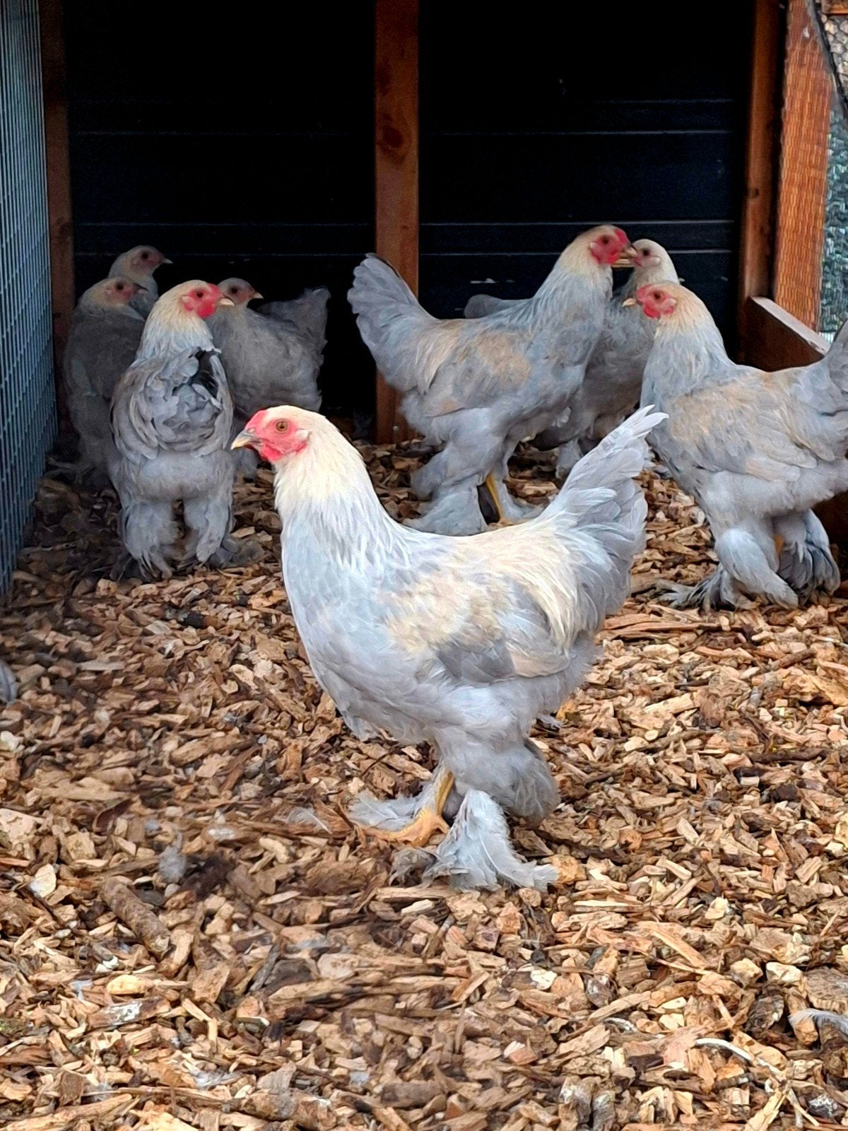 Brahma Isabell parelgrijs patrijs
