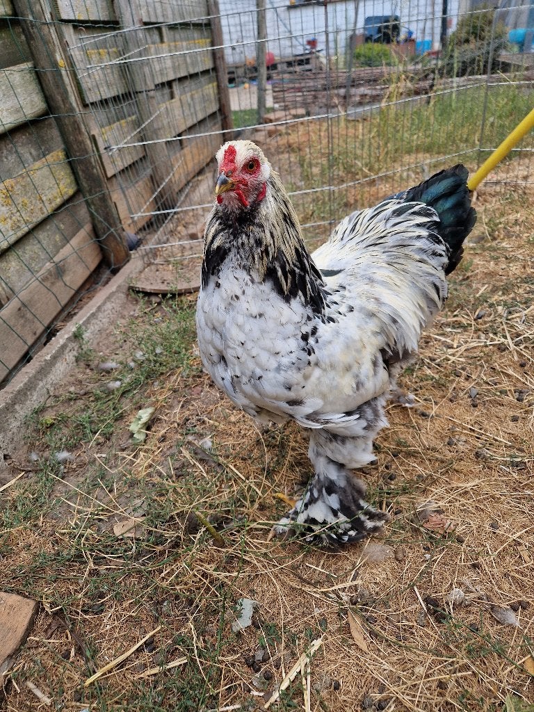 Brahma haan wit/zwart, Dieren en Toebehoren, Pluimvee, Mannelijk, Kip
