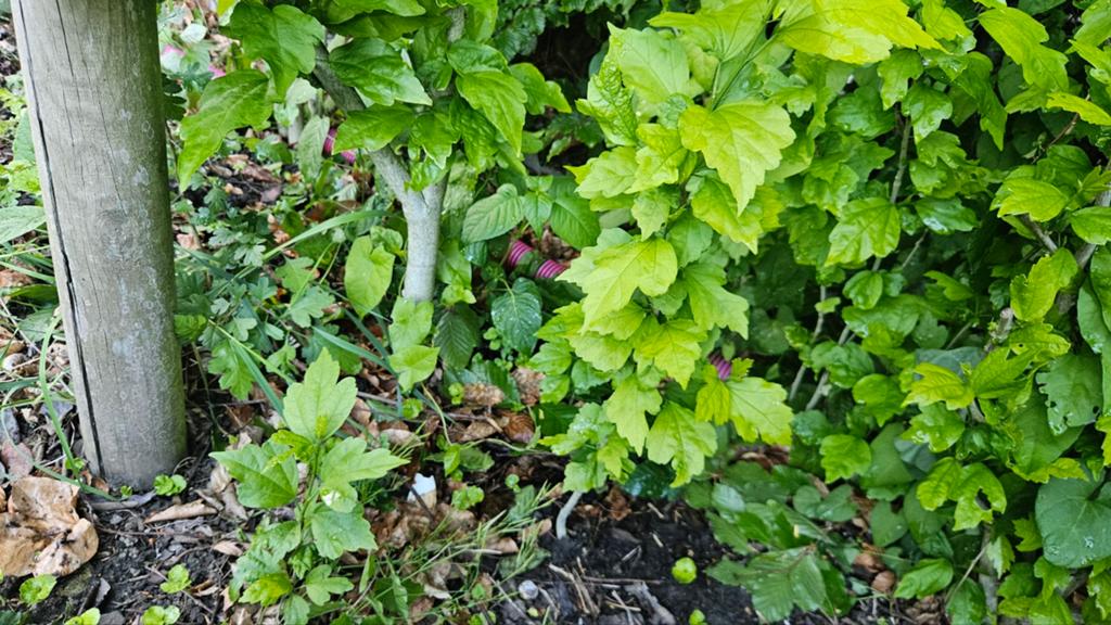Hibiscus zaailingen diverse grootte, Tuin en Terras, Ophalen