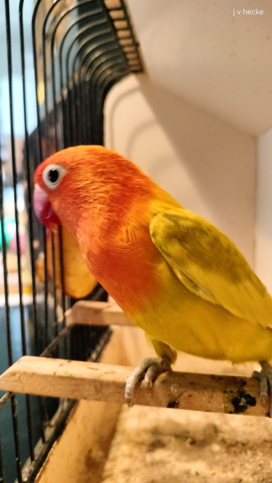 pastelIno fischeri