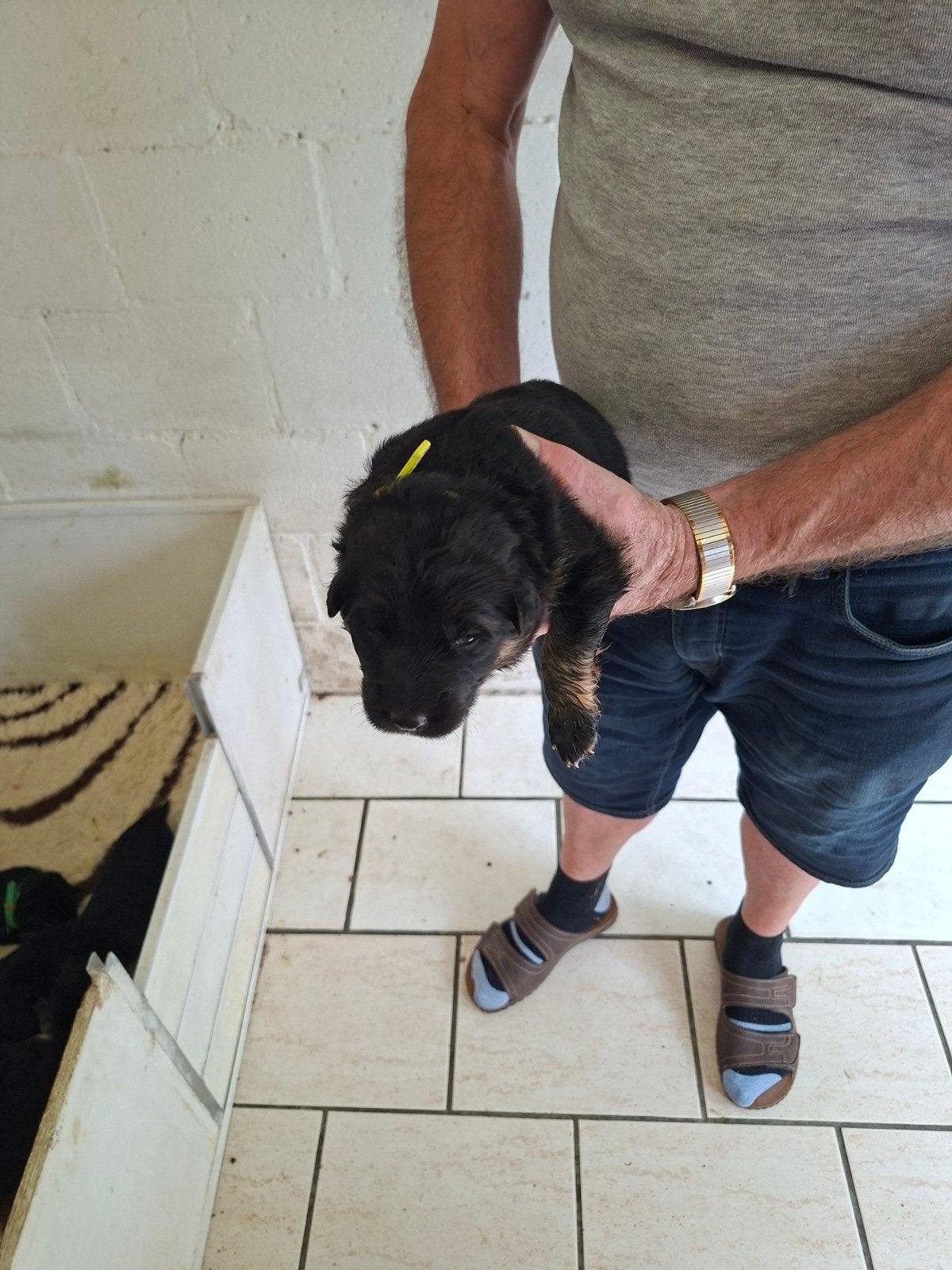langharig oude duitseherders pups, België, Particulier, Reu, CDV (hondenziekte)