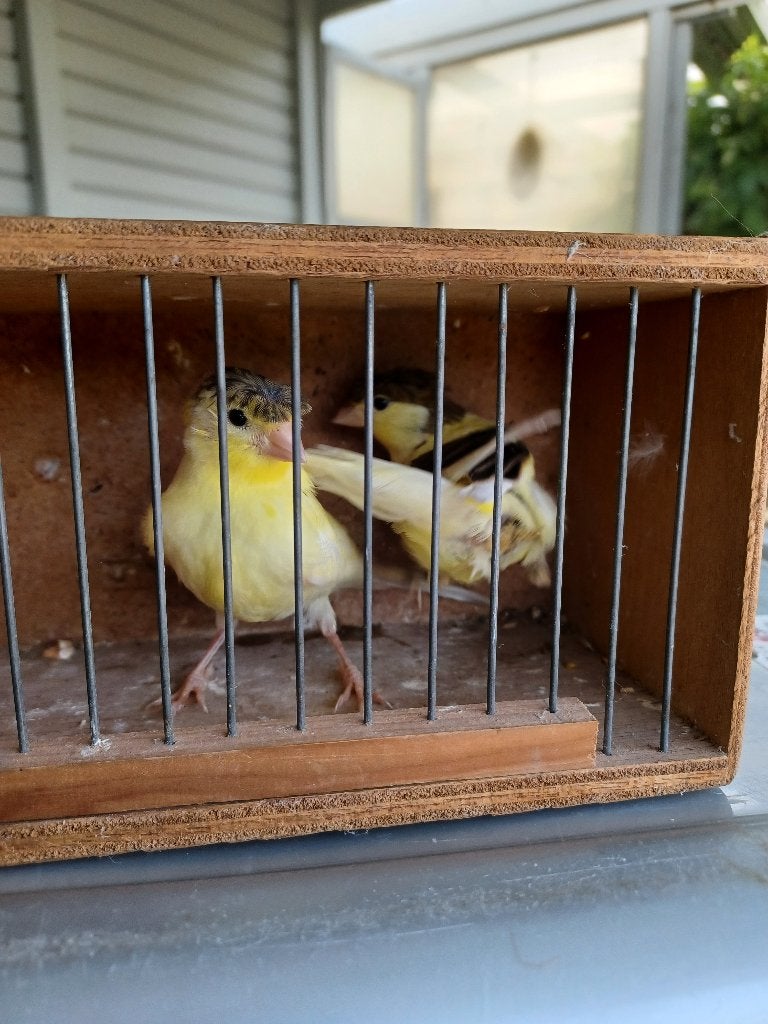 Twee kuifkanaries., Animaux & Accessoires, Oiseaux | Canaris