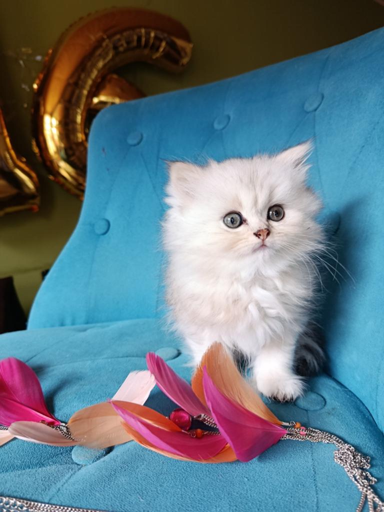 British langhaar silver black, Dieren en Toebehoren, Katten en Kittens | Raskatten | Langhaar, Poes, Met stamboom, 0 tot 2 jaar