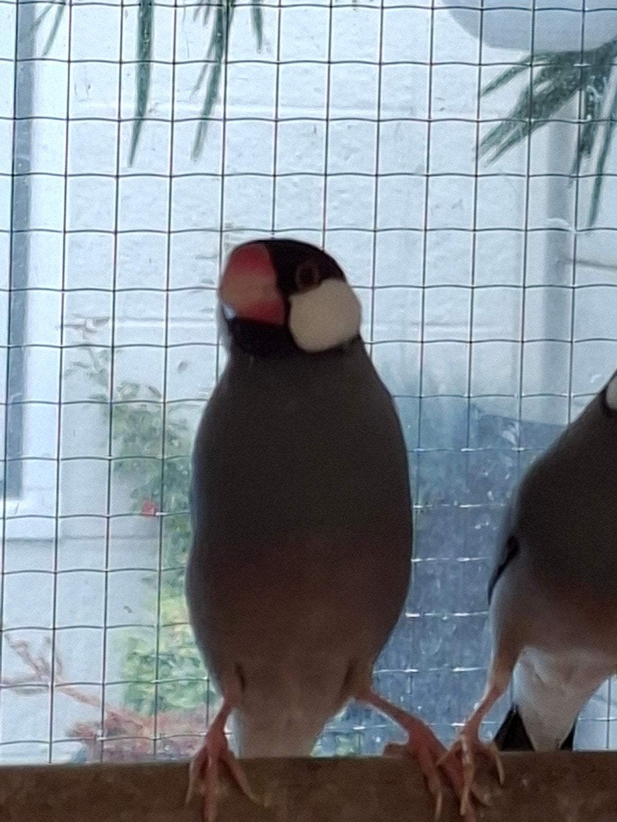 te koop div tropen, Meerdere dieren, Tropenvogel