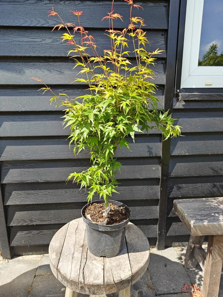Acer palmatum Wilson's Pink Dwarf japanse esdoorn, Tuin en Terras, Ophalen