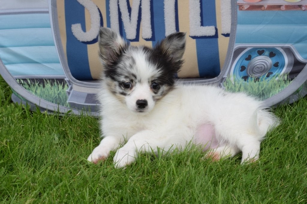 Chihuahua pups mooi klein blijvend, 15 weken tot 1 jaar, Buitenland, Parvo, Meerdere