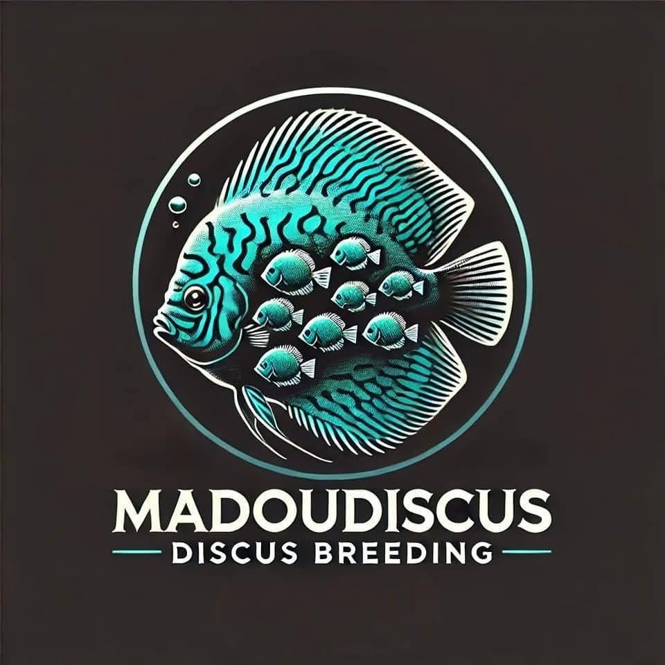 Discuskwekerij MadouDiscus Averbode, Dieren en Toebehoren, Vissen | Aquariumvissen, Vis, Zoetwatervis, Schoolvis