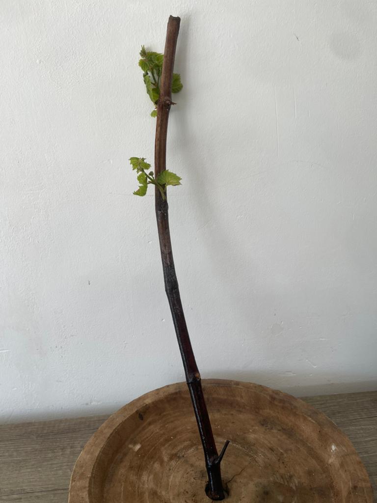 Druivenstekken / druivenplantjes te koop, Tuin en Terras, Planten | Tuinplanten, Ophalen