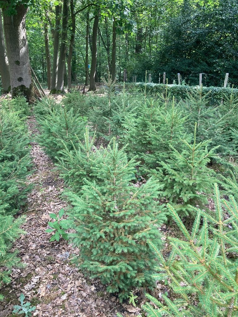 Kerstdennen picea, Enlèvement