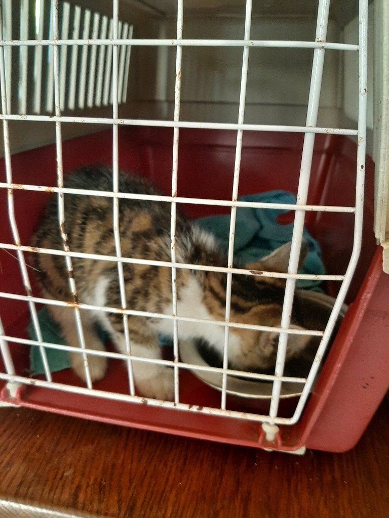 chaton trouvé, Animaux & Accessoires, Animaux perdus et trouvés, Chat
