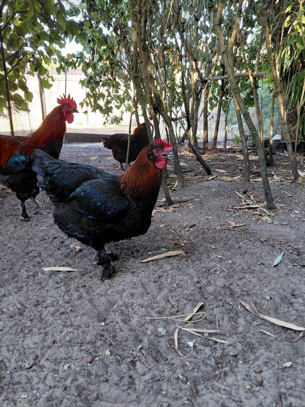 Marans kippen, Vrouwelijk, Kip