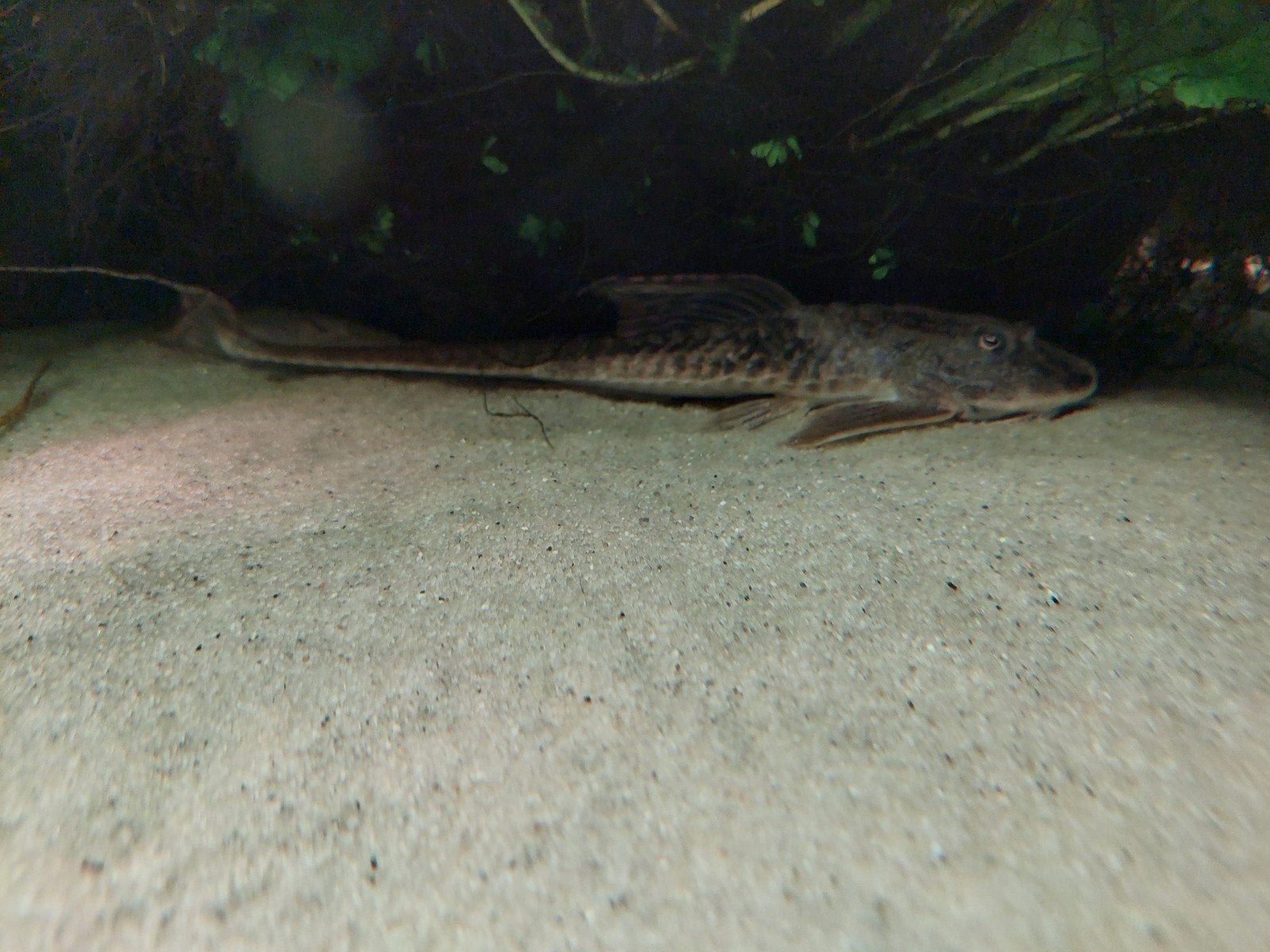 2x loricaria rio atabapo, Vis, Zoetwatervis