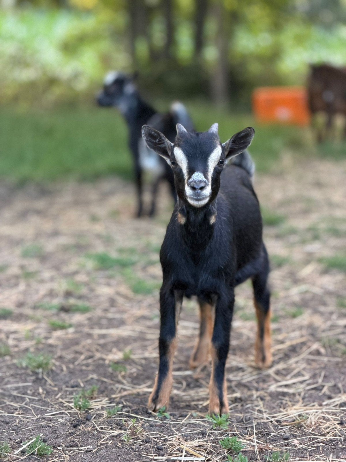 Black and tan bokje, Mannelijk, Geit, 0 tot 2 jaar