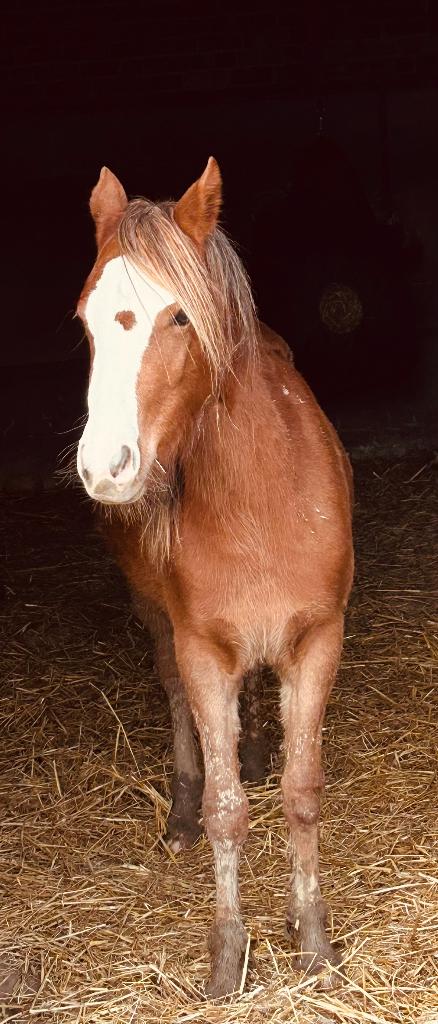 Verzorgpaard/pony, Ophalen
