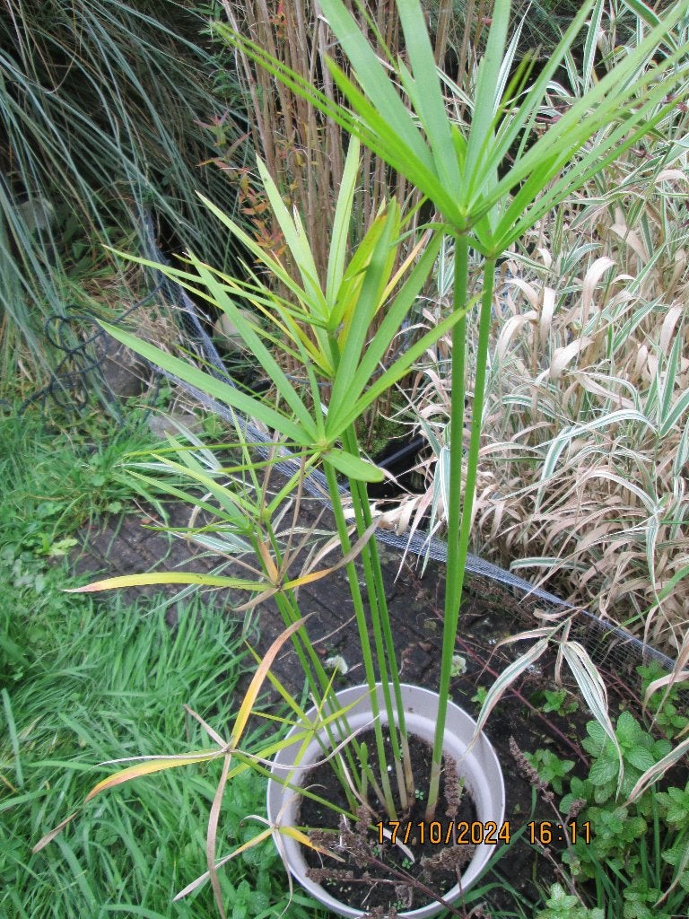 Papyrus plante, Tuin en Terras, Vijver-toebehoren, Ophalen, Nieuw, Overige typen