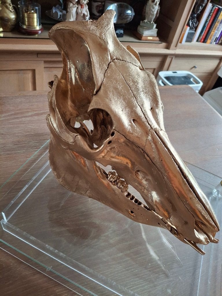 Prachtige echte skelet, Ophalen