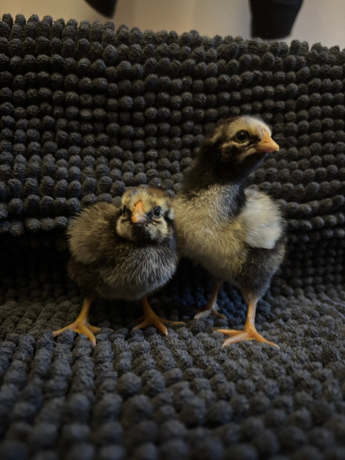 Kuikens: barnevelder, wyandotte groothoen, poule de bresse, Dieren en Toebehoren, Pluimvee