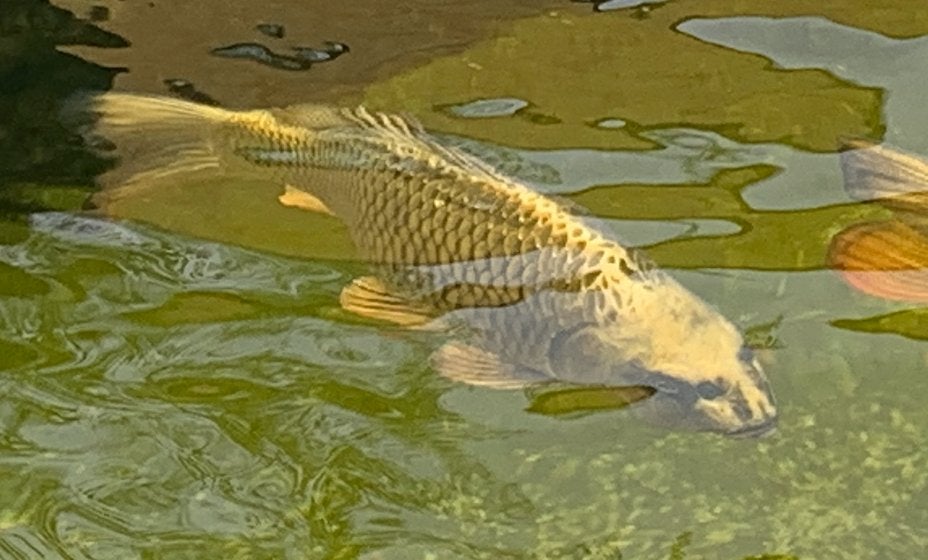 2 Koi's te koop, Karper of Koi
