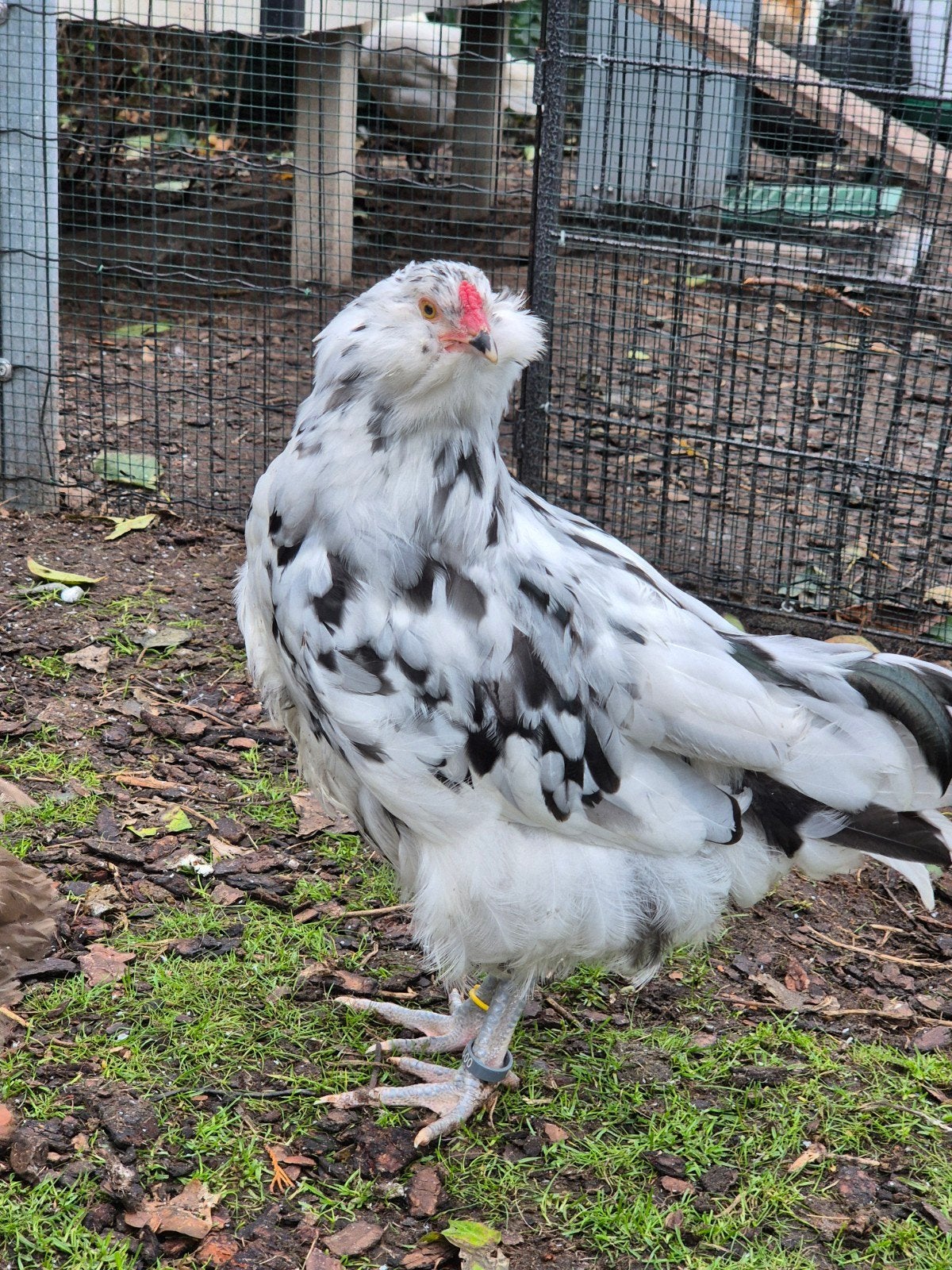 Ameraucana ermine haantjes, Dieren en Toebehoren