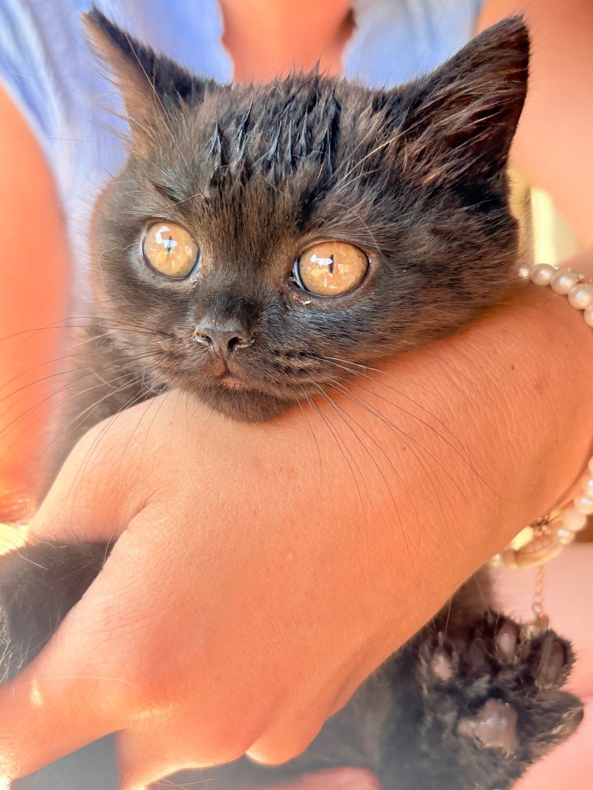 Zwart brits korthaar kitten, Dieren en Toebehoren, Kater, Met stamboom, 0 tot 2 jaar