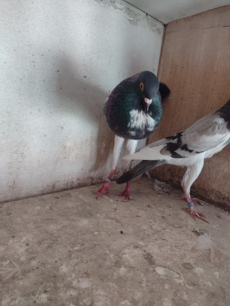 1 koppel Brunner kroppers, Dieren en Toebehoren, Vogels | Duiven, Meerdere dieren, Kropper