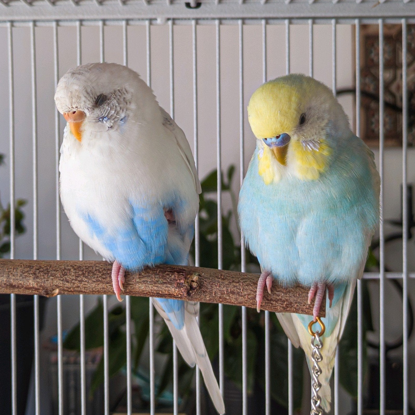 Couple de perruche ondulée apprivoisées, Animaux & Accessoires, Oiseaux | Perruches & Perroquets, Plusieurs animaux, Perruche