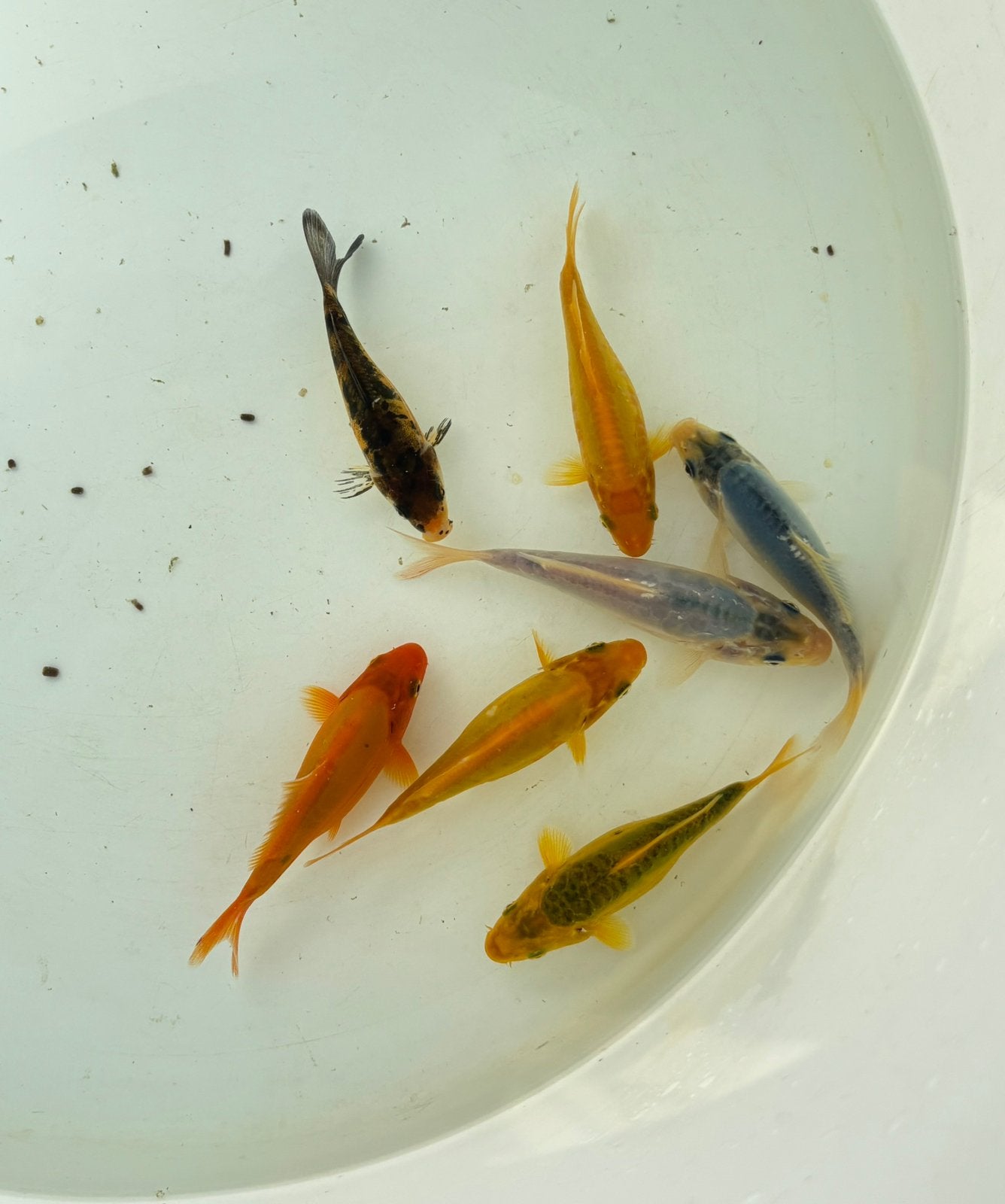 14 koi eigen kweek (onder 10cm) (minstens per 5), Dieren en Toebehoren, Vissen | Vijvervissen, Karper of Koi