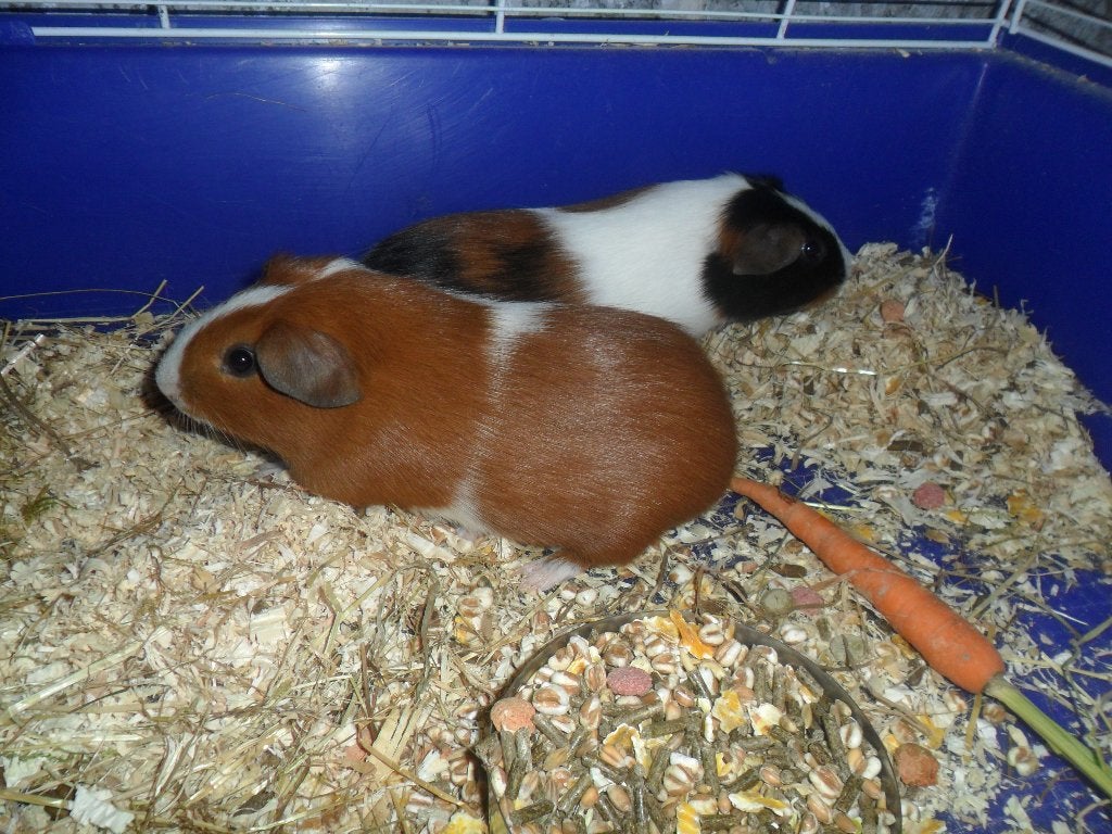 GRATIS 2 cavia's met kooi ophalen Hamme, Dieren en Toebehoren, April, Cavia